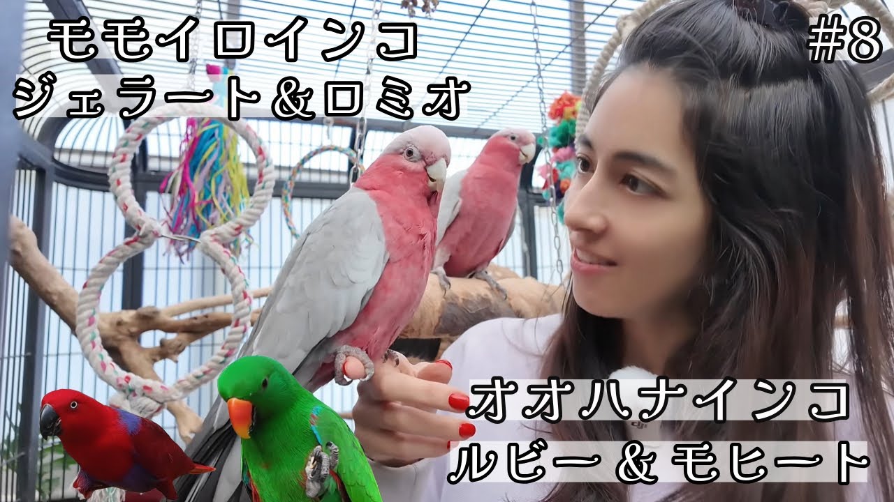 #8 ジェラート&ロミオ ♡ ルビー&モヒート ／ Eclectus & Galah Happy couples!
