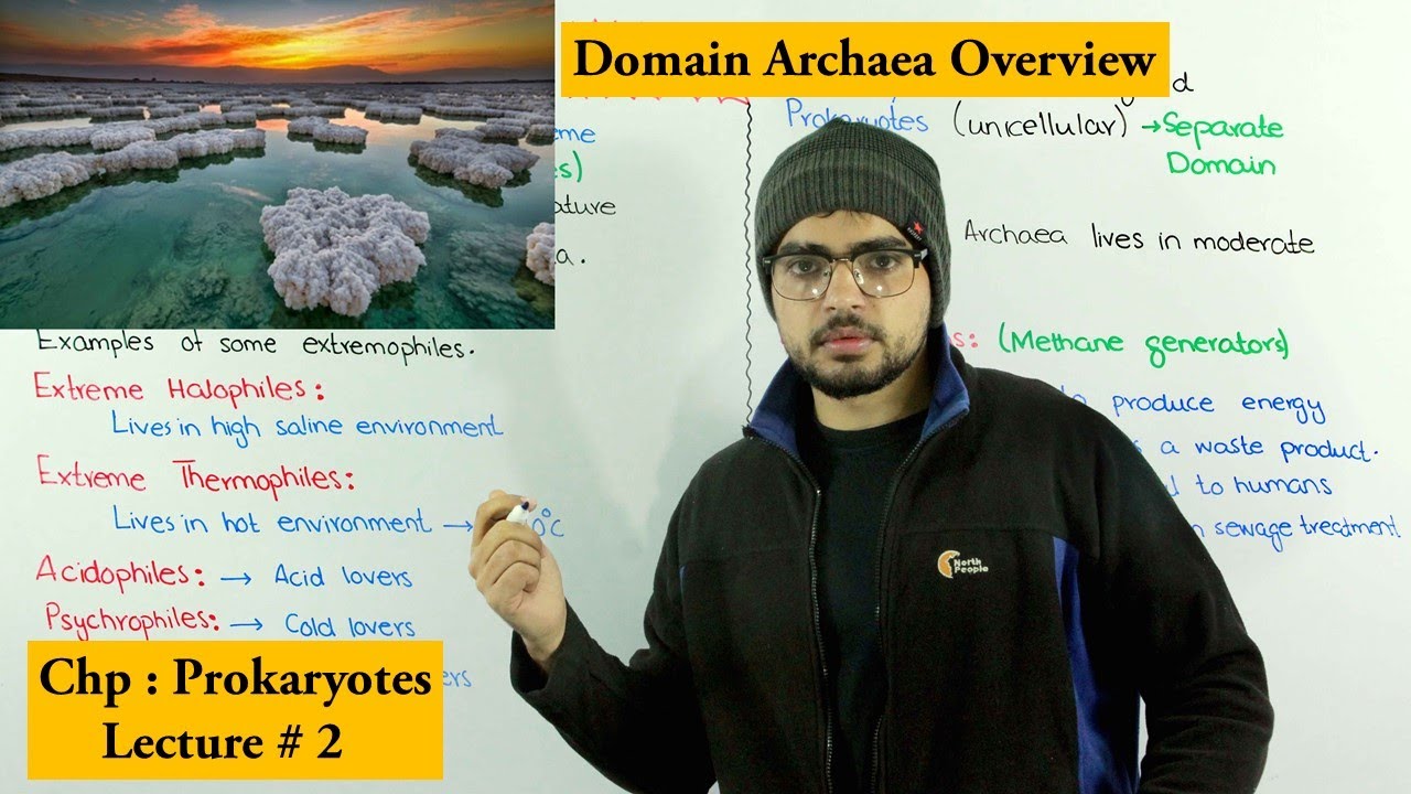 Archaea (domain Archaea) | Extremophiles