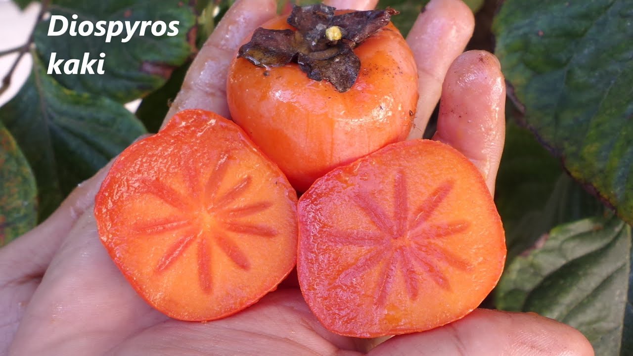 Persimo, persimonio, caqui, kaki, palo santo, Diospyros kaki.