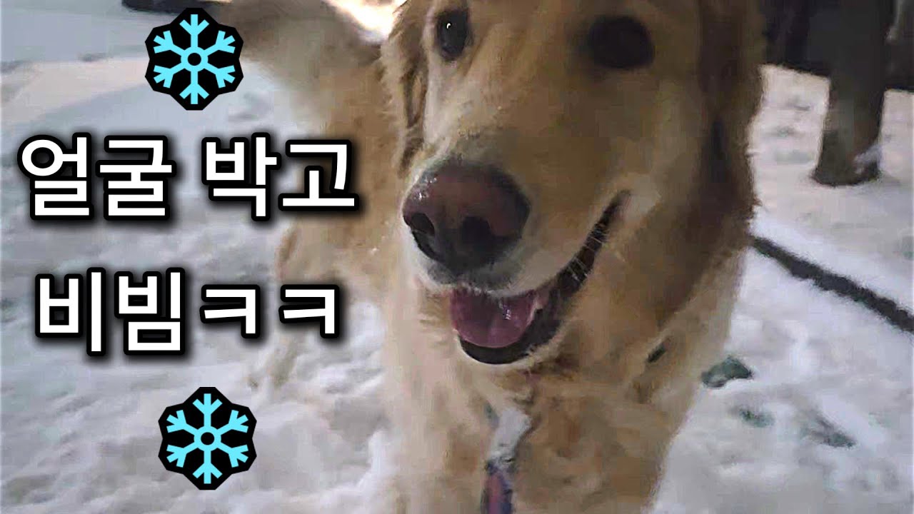 눈 본 메리… 얼굴을 땅에 박아버림🤣