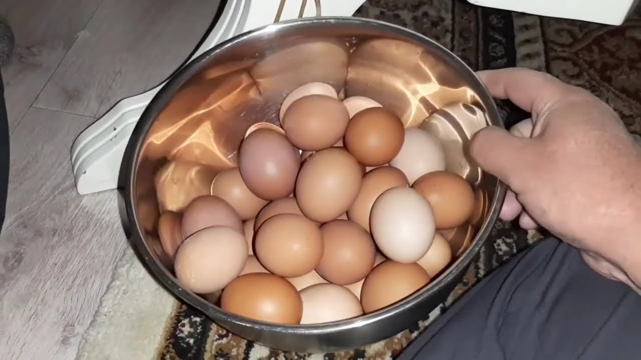 Инкубатор Несушкадан балапан шығару.
