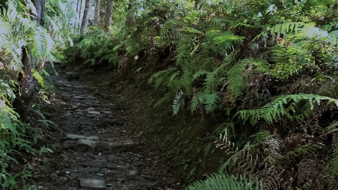 Kumano Kodo Forest Walk | Ancient Trail in Japan | Nature Sounds