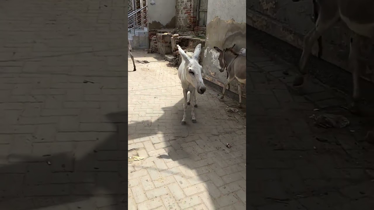 #phonkmusic #remix #farmanimalct #viral #animals #donkey