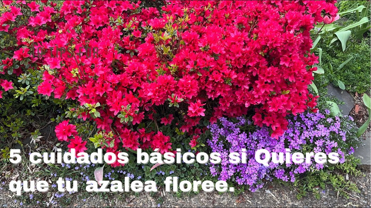 5 cuidados si quieres que tu Azalea floree.