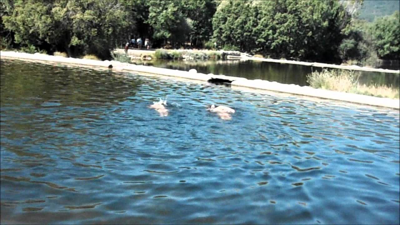 Nadandolibre formación de natación para aguas abiertas. Aclimatacion Rascafria 15º