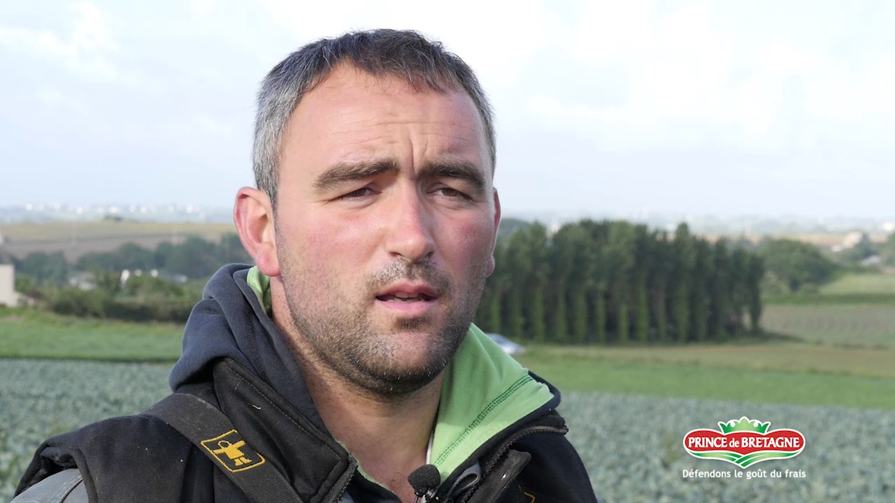 Le brocoli, ce chou d'été cultivé chez Lionel, producteur Prince de Bretagne !