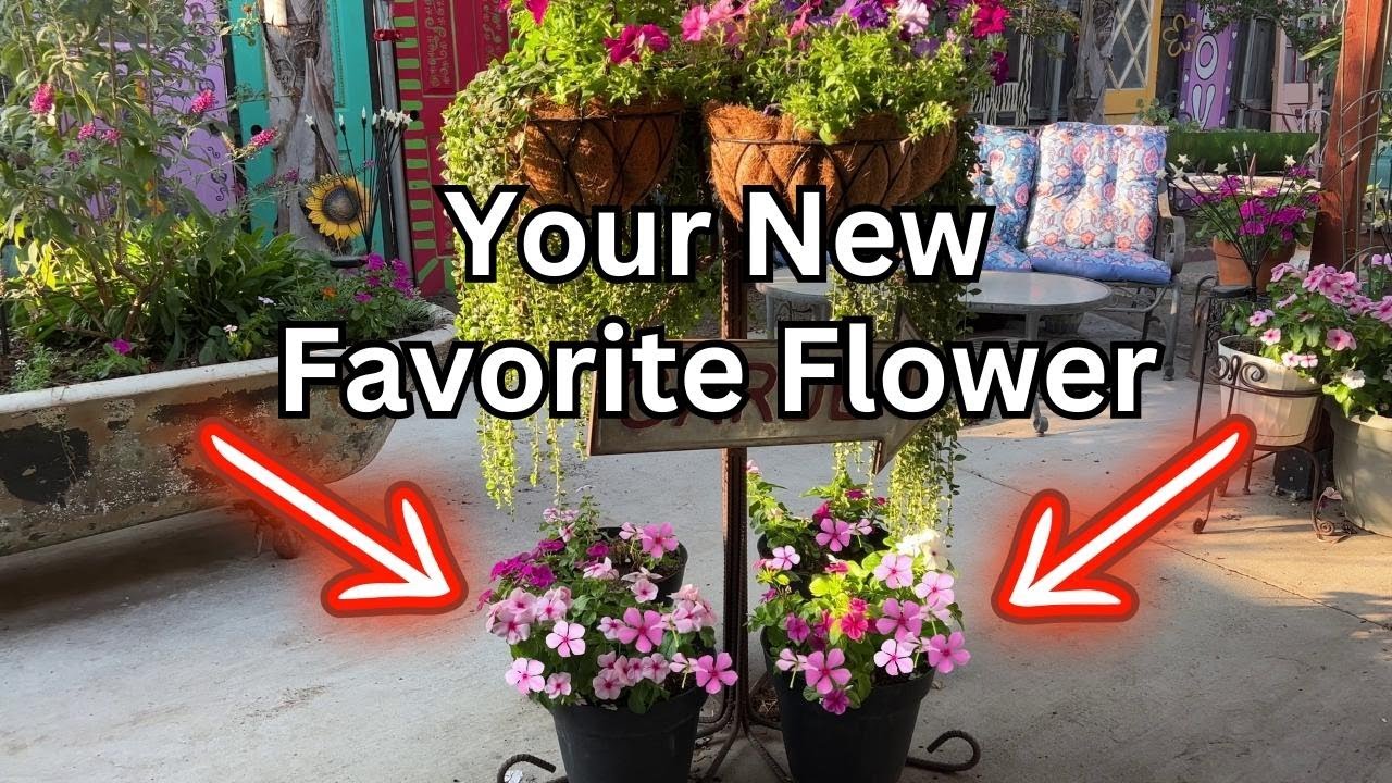 Vinca Flowers - Perfect for HEAT & CONTAINERS! 🌺 (Zone 9b)