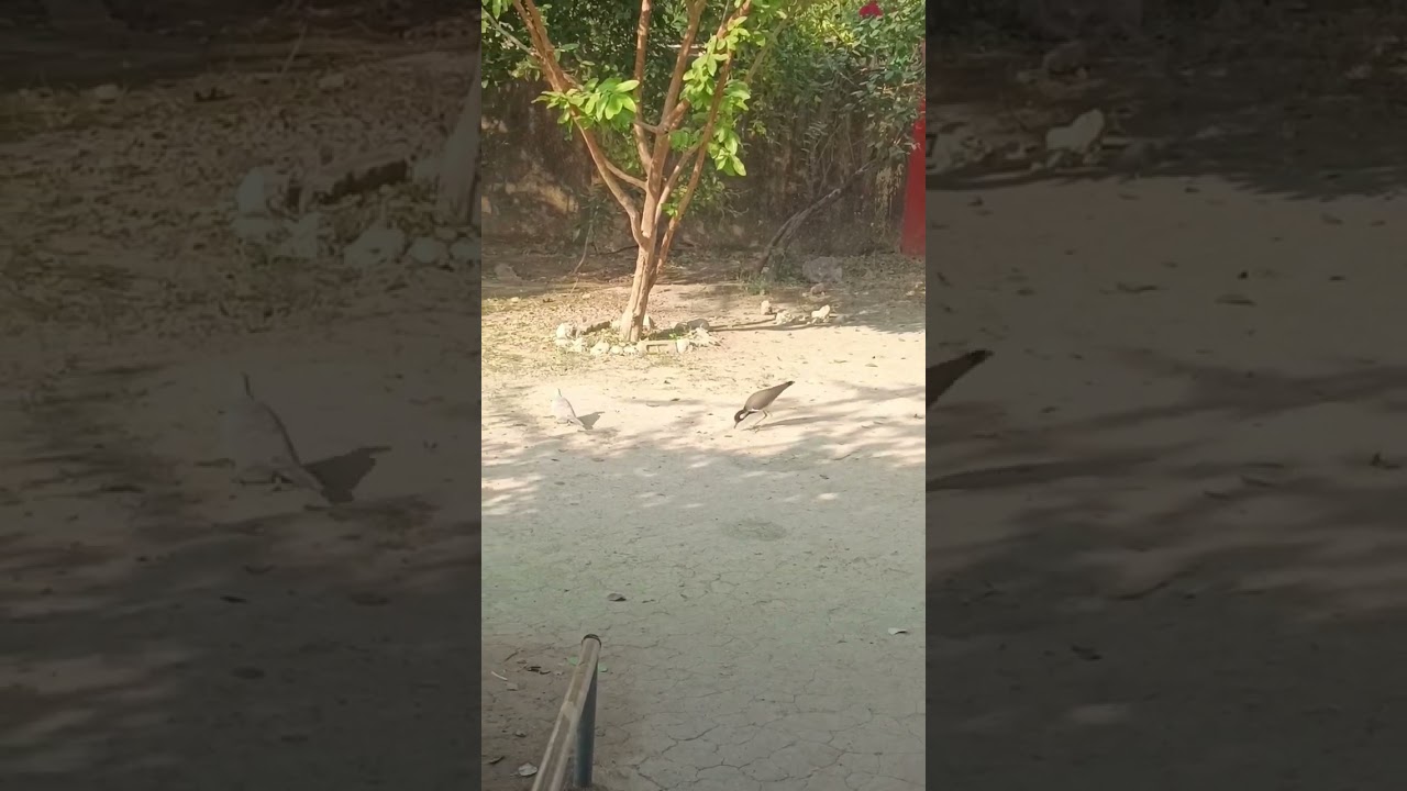 Birds beautiful 