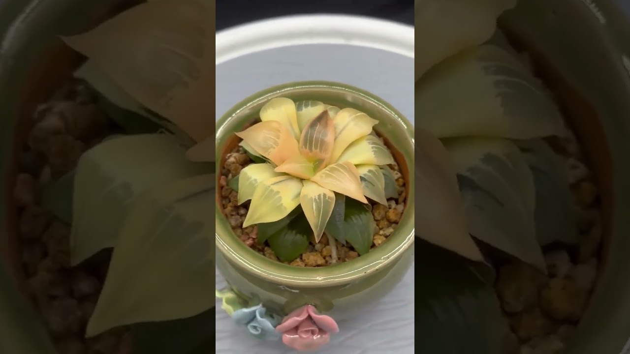 Haworthia Atrofusca Reverse variegated well rooted #haworthia #variegated #shorts #joygardenusa