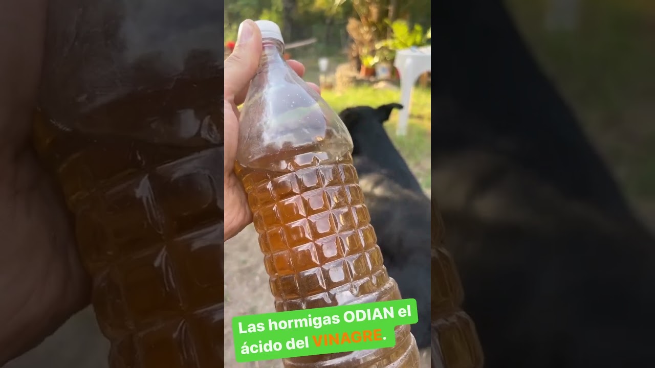 Todas Las HORMIGAS ODIAN Este REMEDIO CASERO ! 🐜 Combatir Hormigas