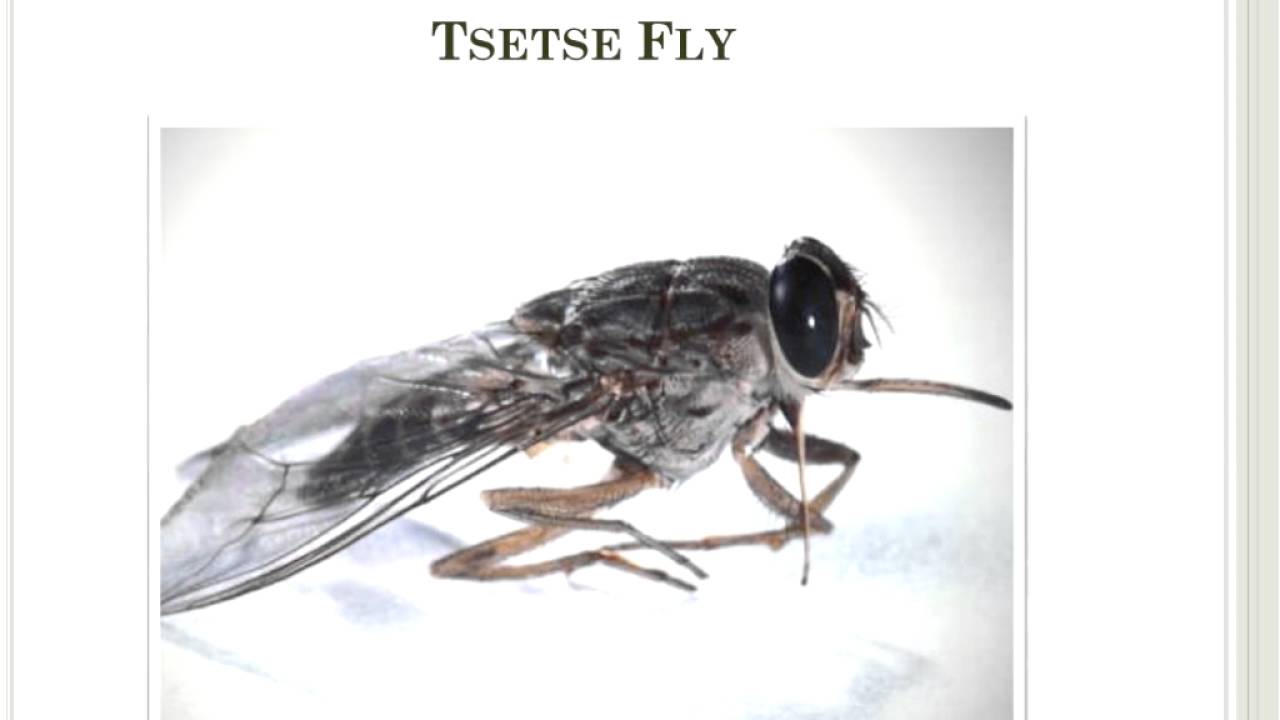 Webinar: African Sleeping Sickness - Trypanosomiasis (2014)
