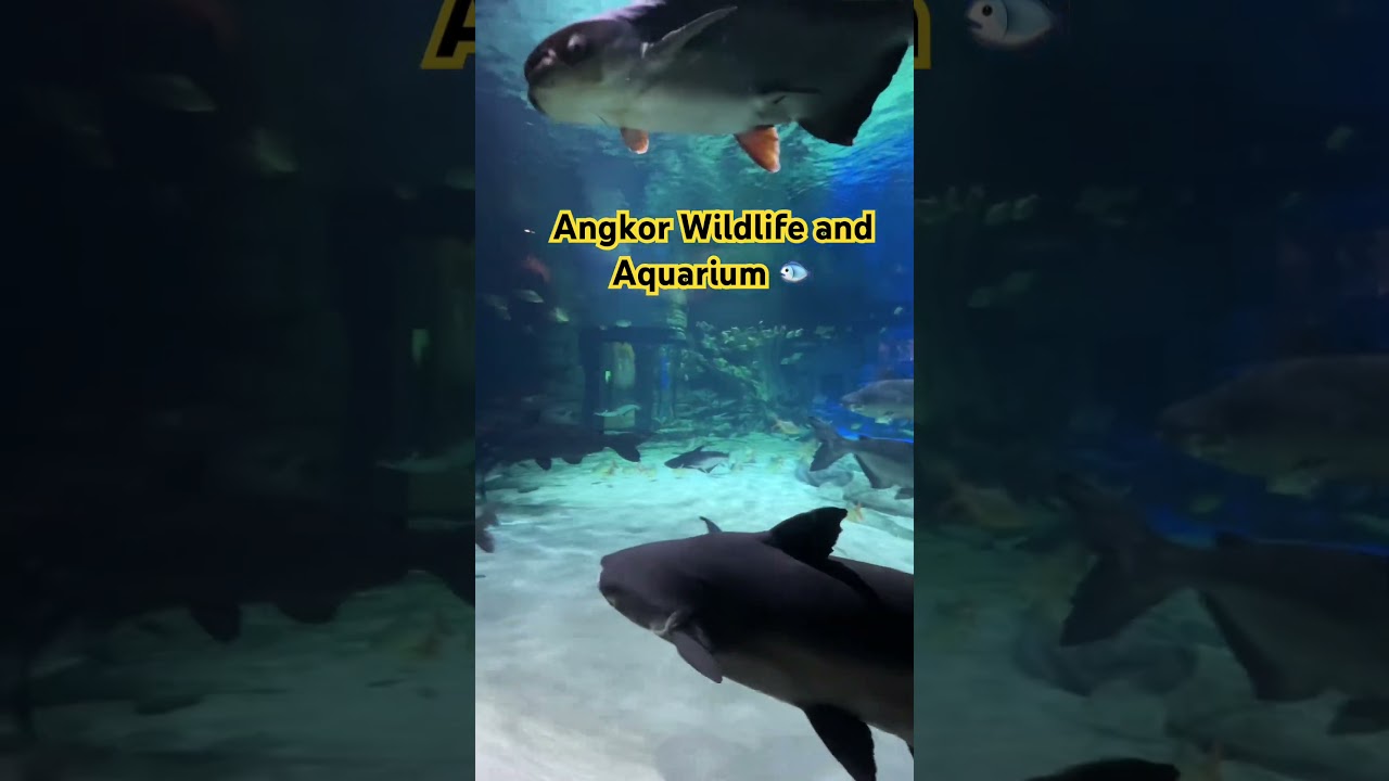 Angkor Wildlife And Aquarium, Siem Reap Cambodia  #cambodia #aquarium #wildlife #siemreap