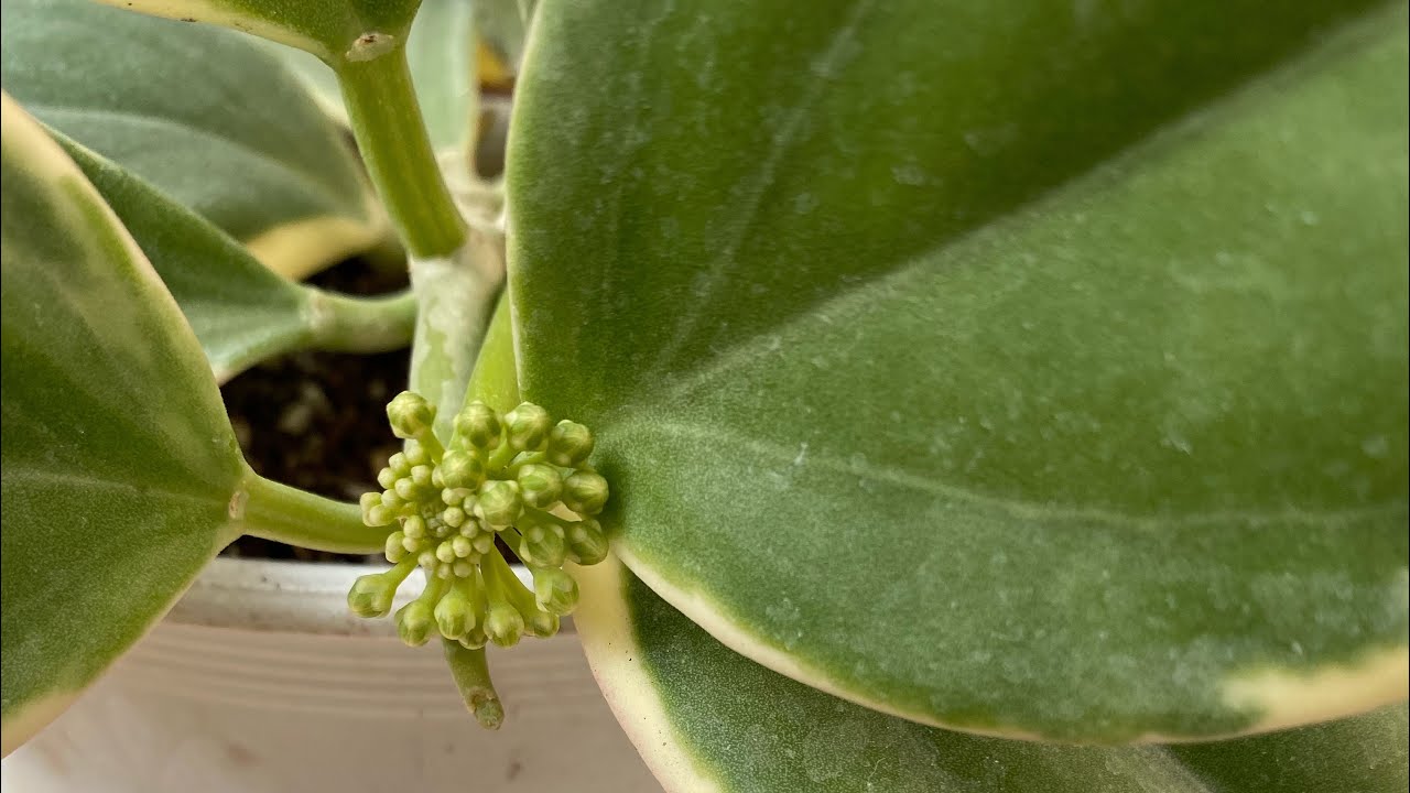 Compartiendo toda mi variedad de Hoyas