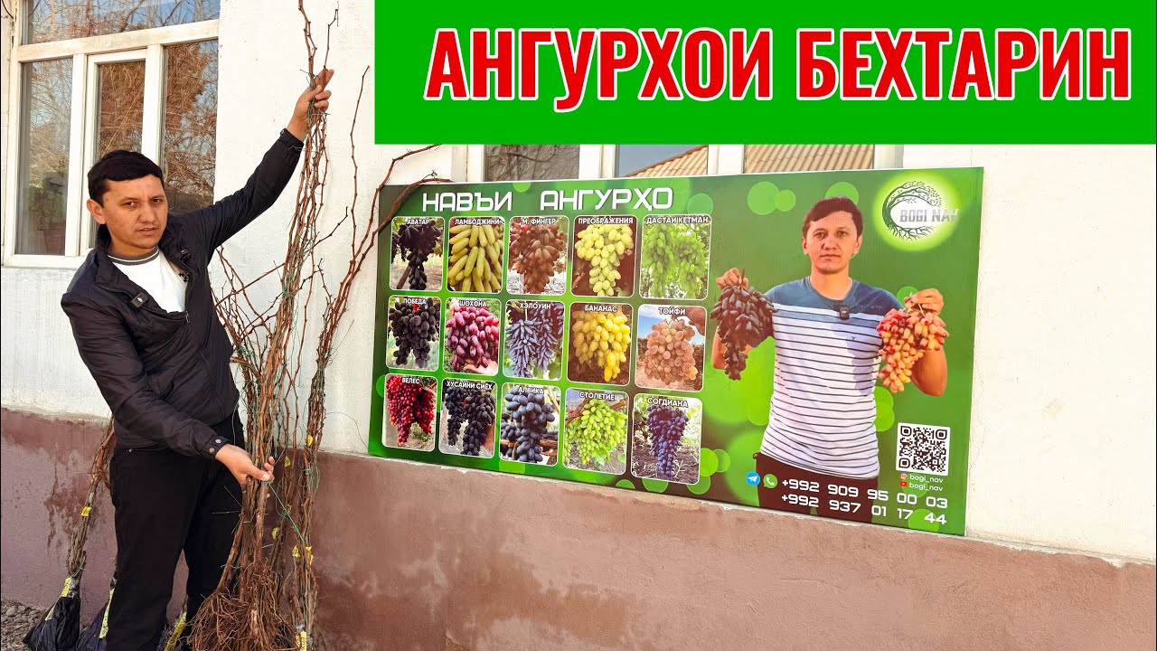 Ангурхои ширину серхосил / вакти шинондан омад