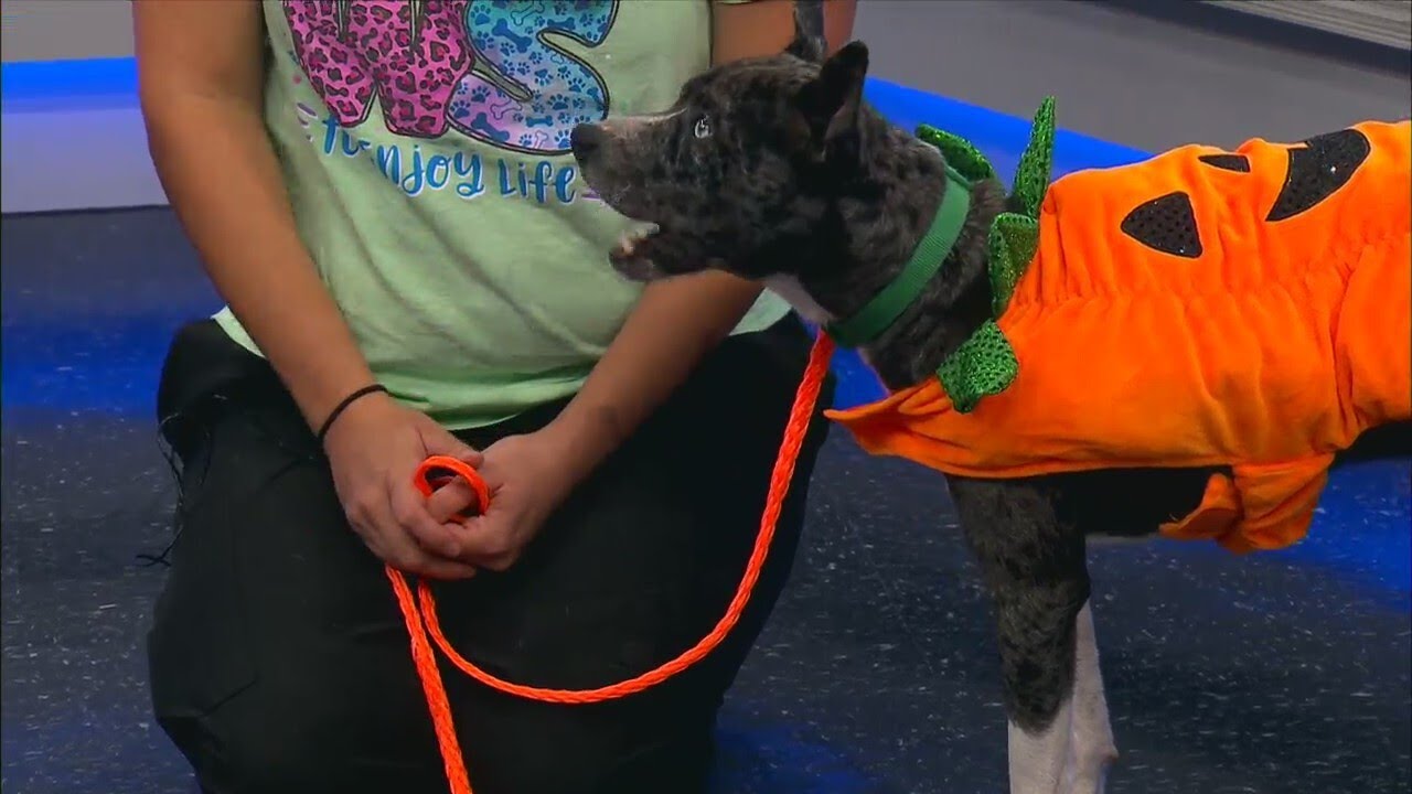 Pet Adoption Option: Rooster