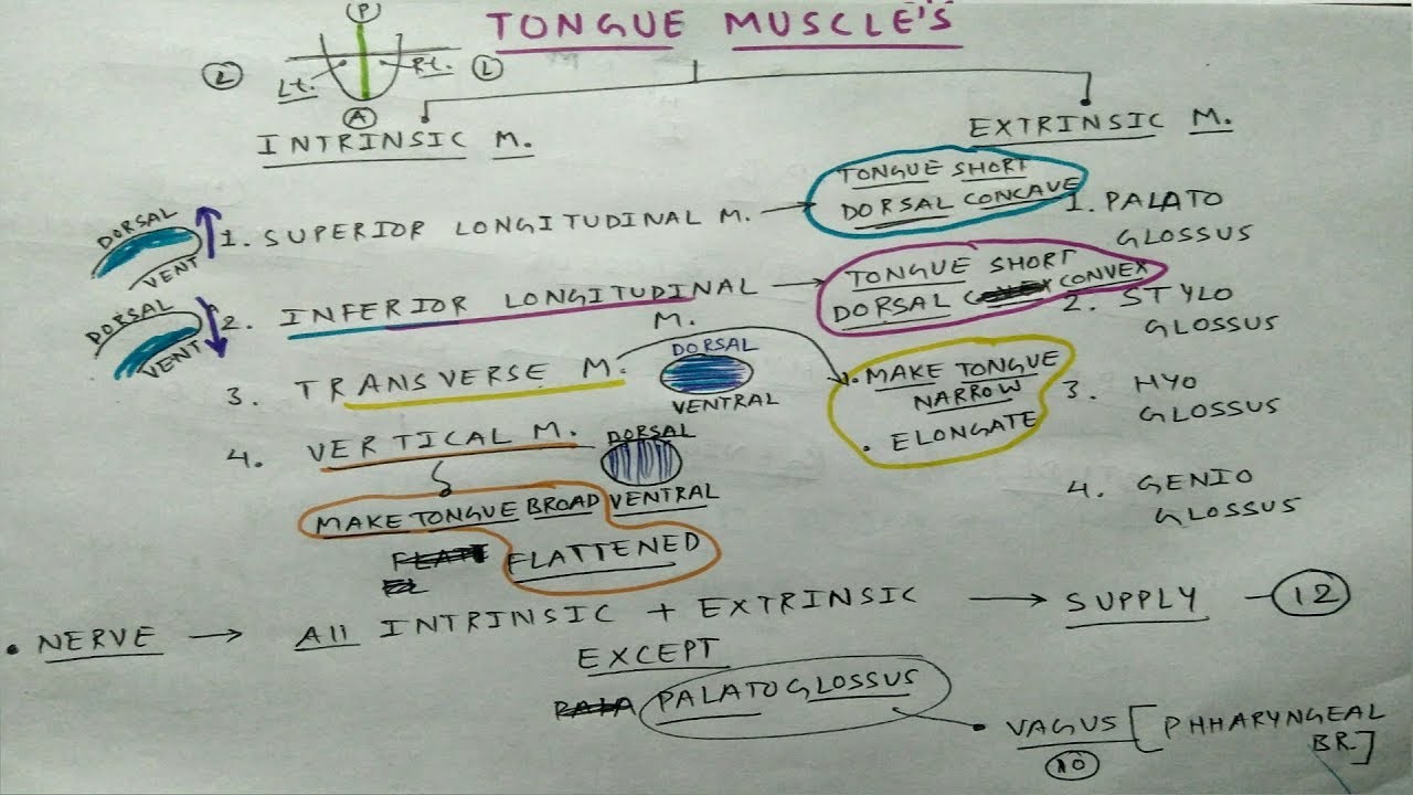 Tongue Anatomy | Part 2 | Muscle Movement and Diagram | The Charsi of Medical Literature