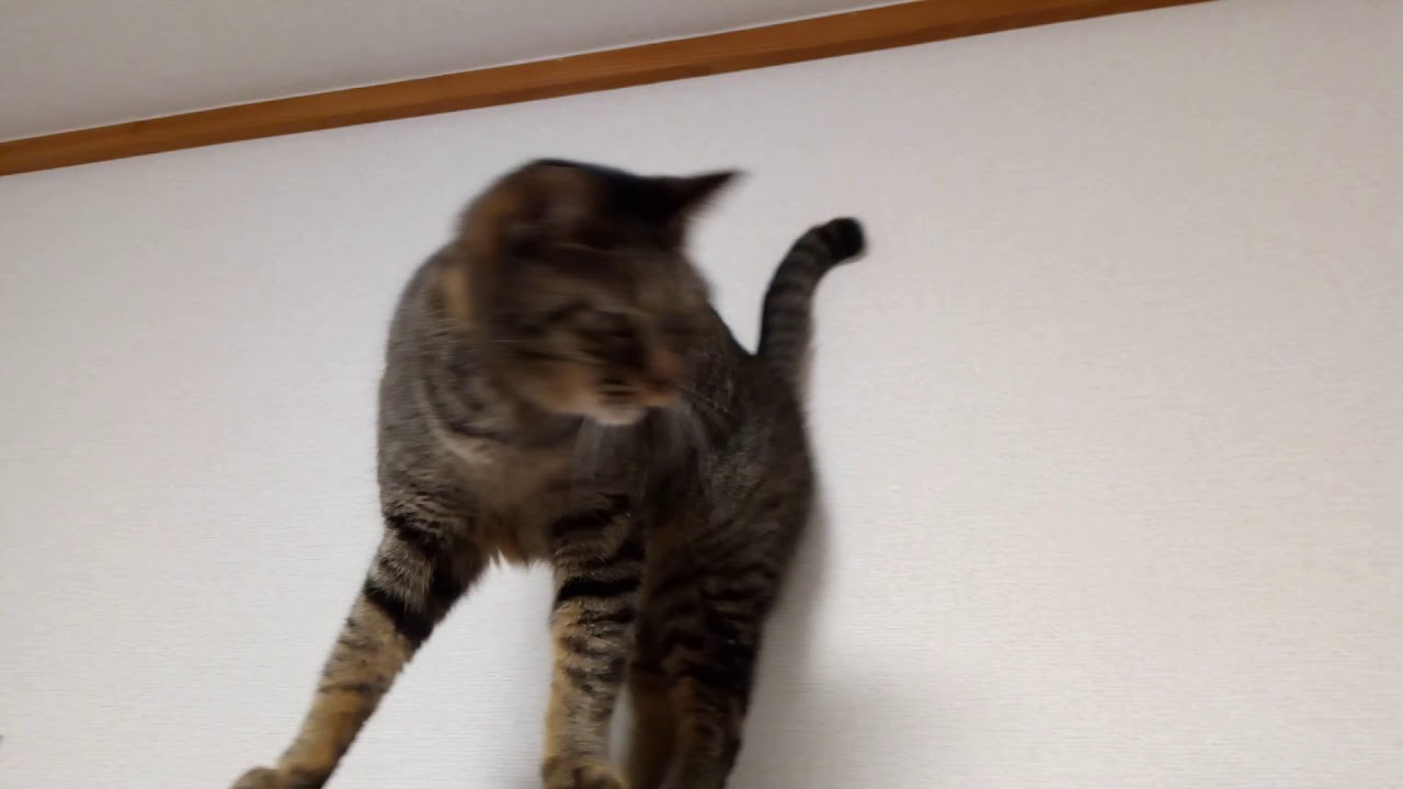 本棚をウロウロするメス猫