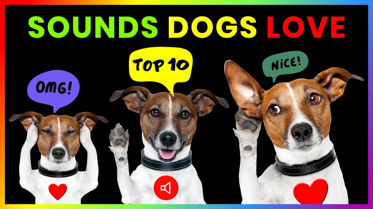Top 10 Sounds Dogs Love To Hear [100% GUARANTEED ❤️]