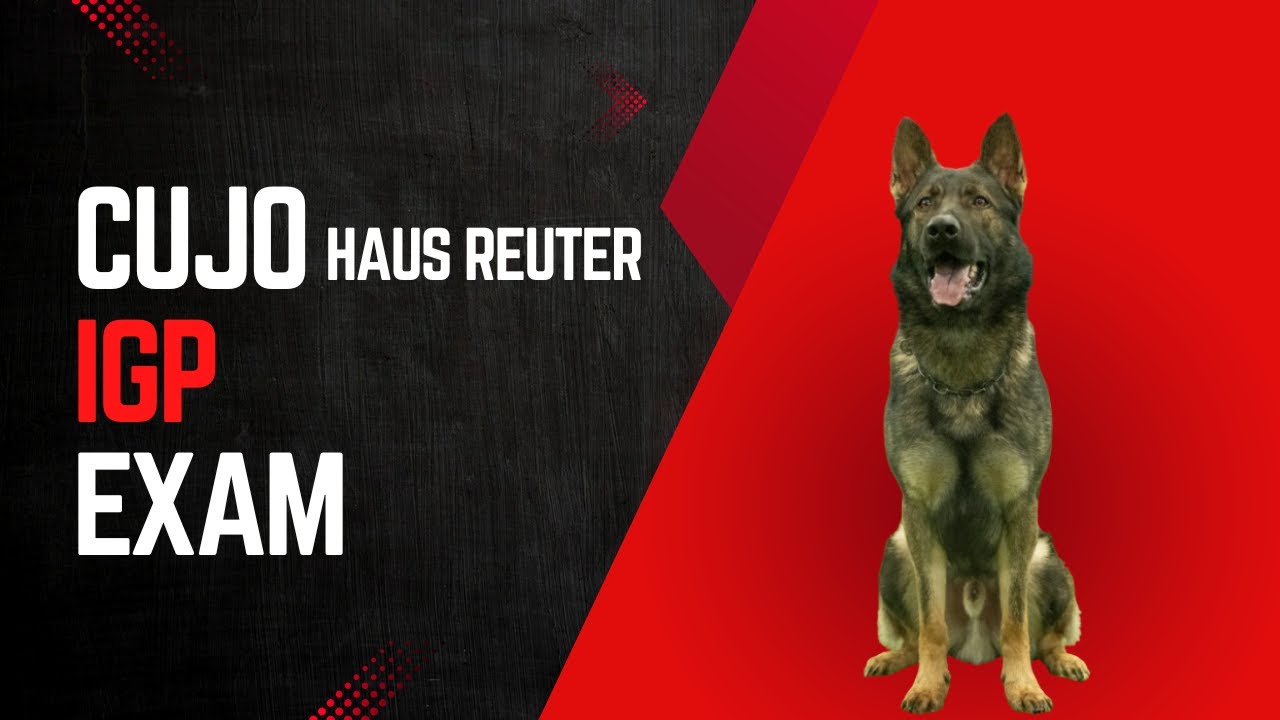 Cujo IGP YT