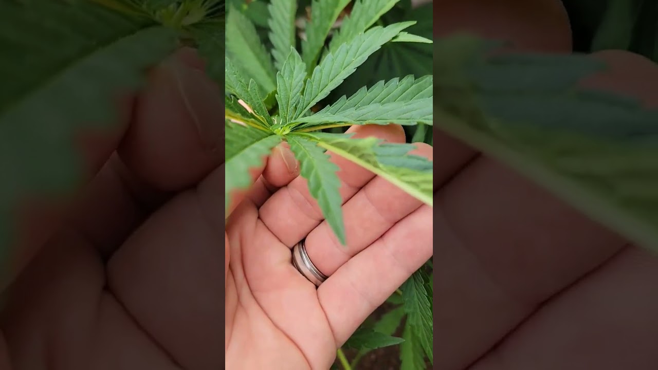 Organic Autoflower cannabis mutation. Fan leaf growing pistils and new leaf