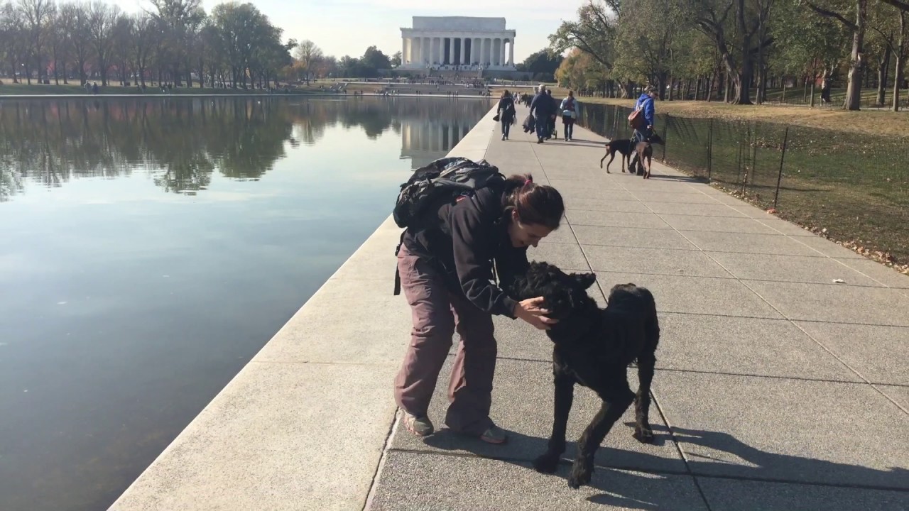 2.5 Year Old Giant Schnauzer, Sampson!  Giant Schnauzer Dog Training | Off Leash K9 | Virginia