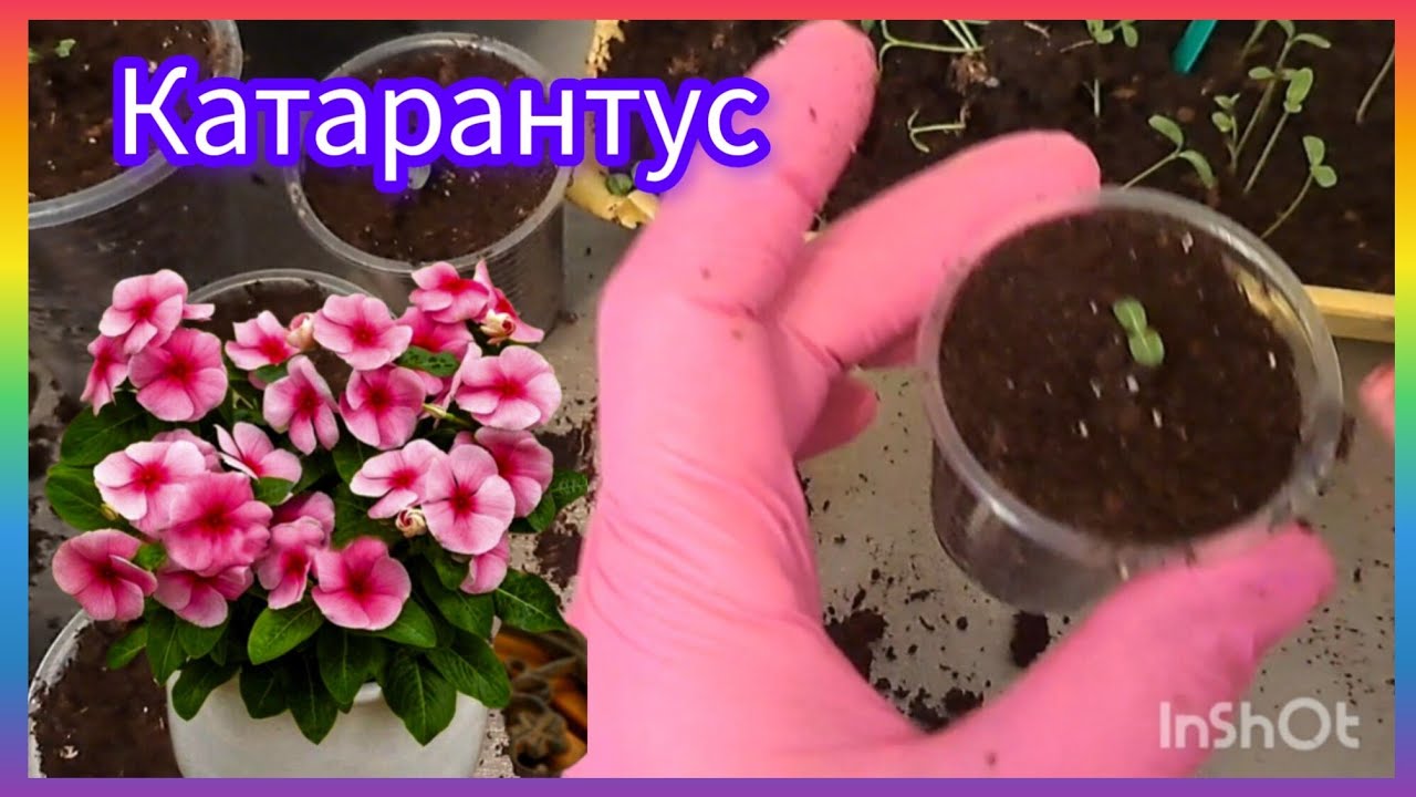 Розсаджую🌺 КАТАРАНТУС🌿Результати першого посіву🫣#flowers #garden #квітитаінше #барвінок#катарантус