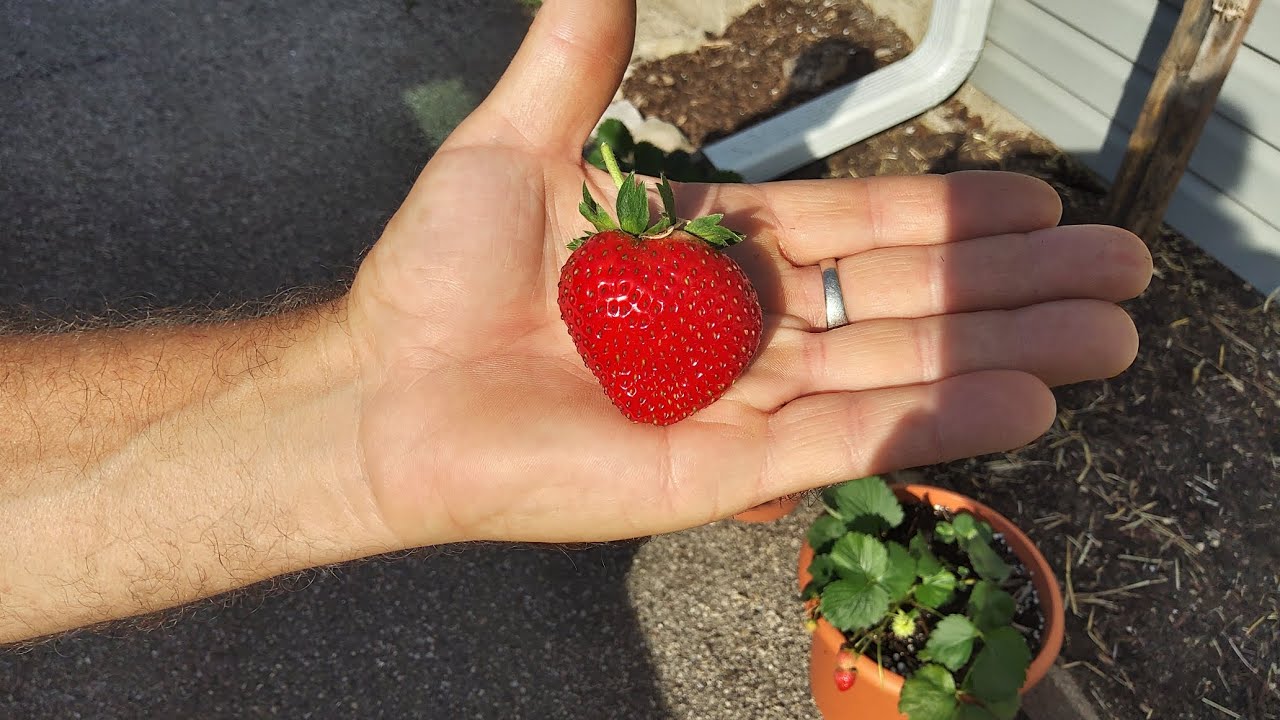 Harvesting Charlotte Strawberries From Containers 10/4/24