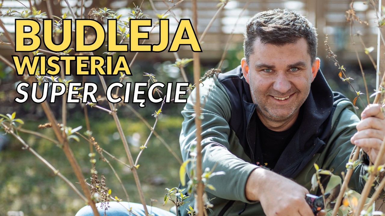 Zrób to teraz z Wistarią a będzie kwita jak szalona. Poradnika jak przycinać glicynie.