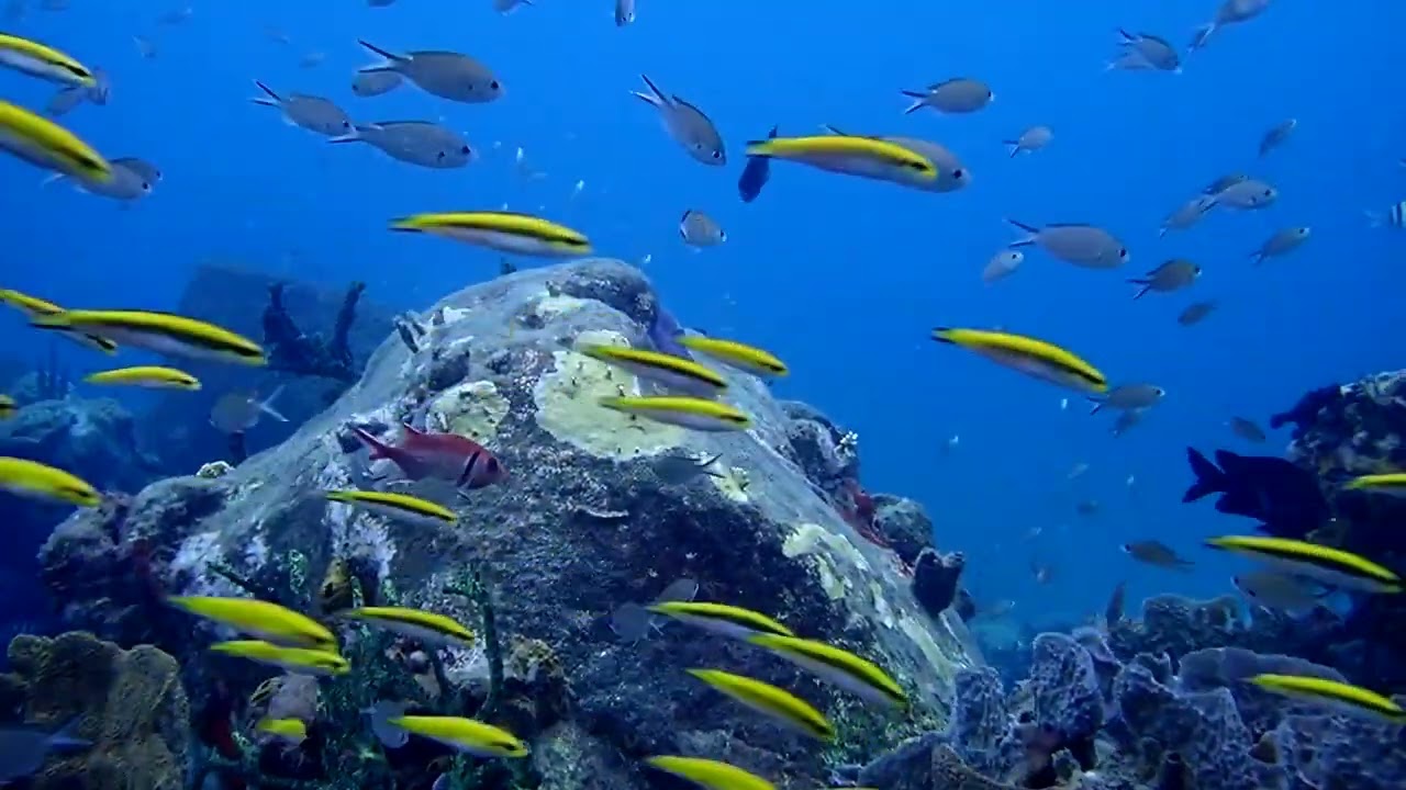 Diving at Sandals St Lucia (La Toc & Halcyon) -- April 2023