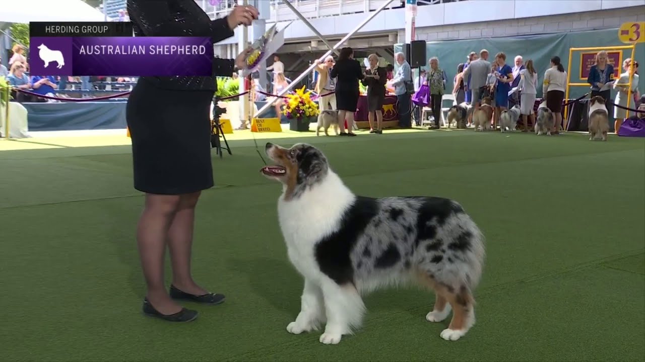 Australian Shepherds | Breed Judging 2023