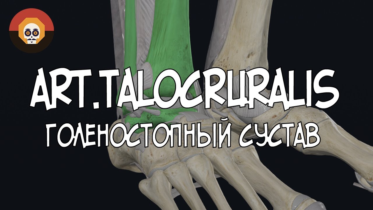 Голеностопный (art.talocruralis) 3D Анатомия