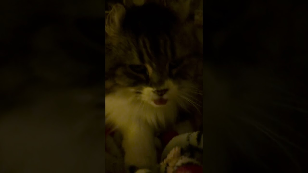 暗闇ベロちるさん🌃"midnigit tongue cat"👅 