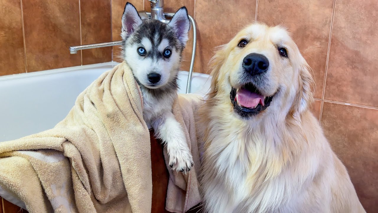 Golden Retriever Helps Husky Puppy Take His First Bath! [Cuteness Overload]