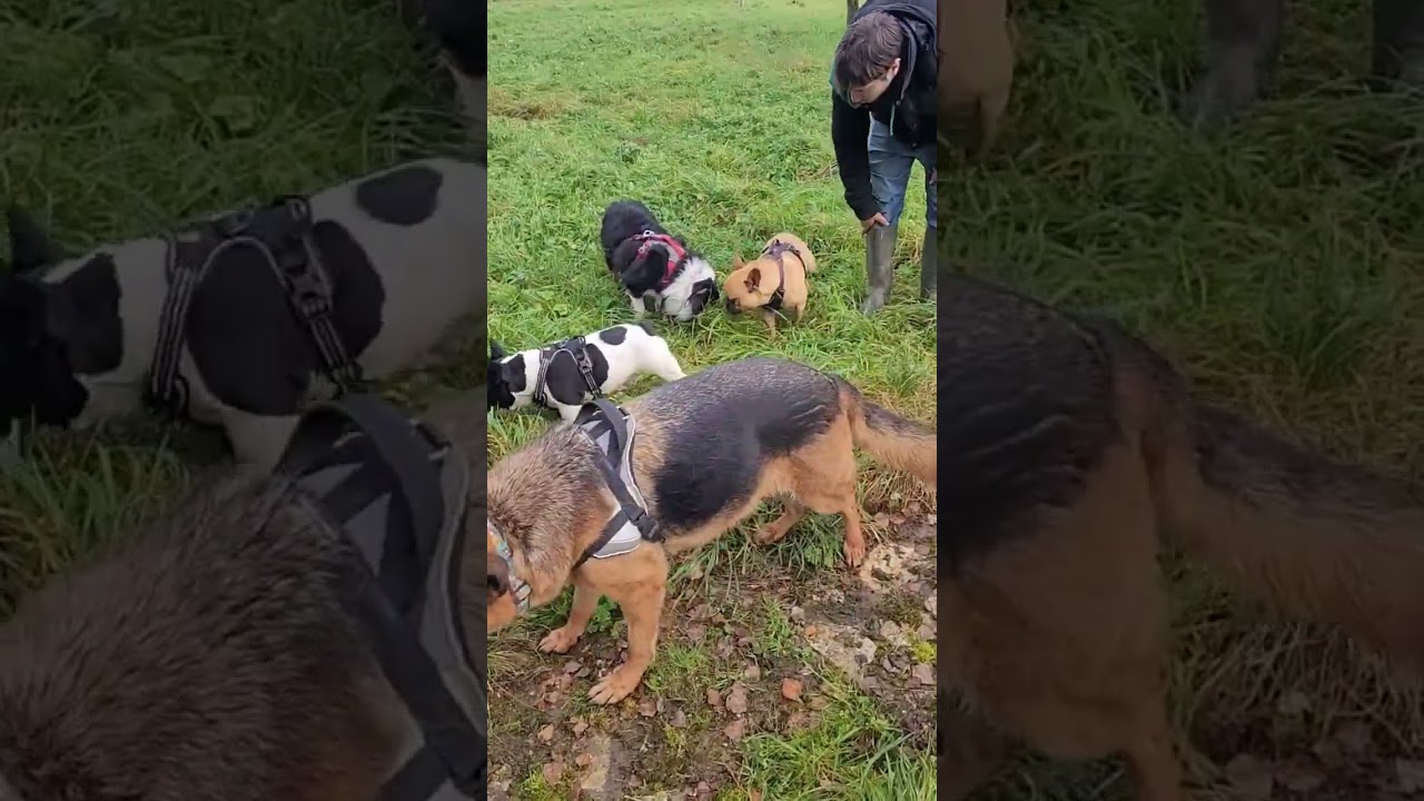 Les collectifs canins 🥰