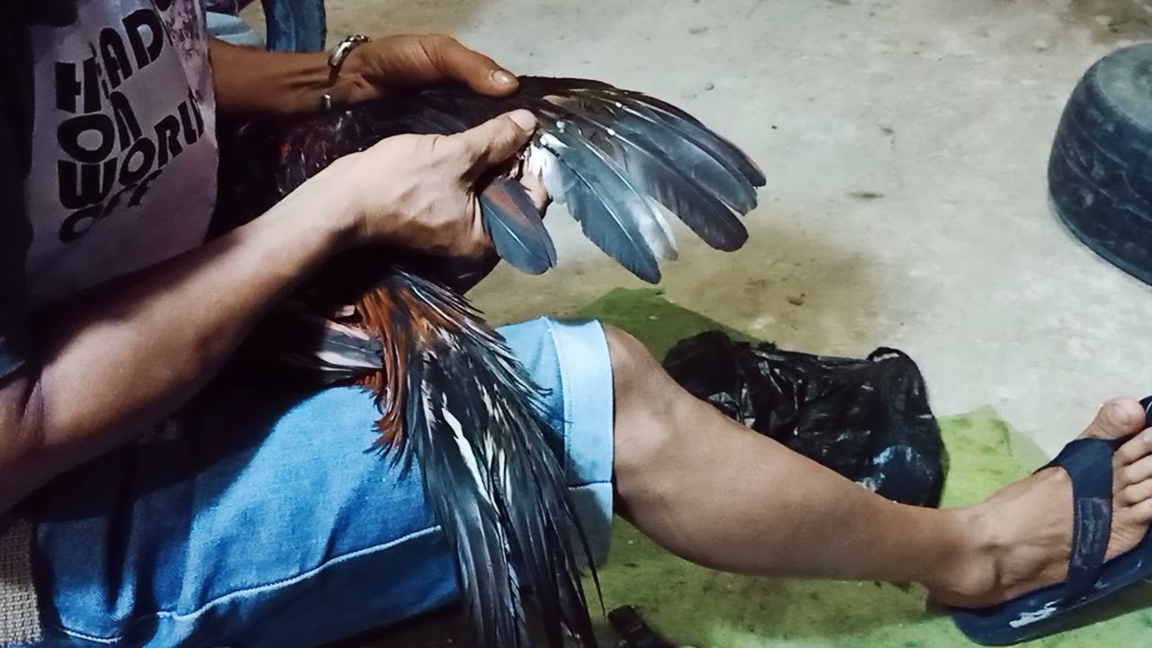 2 ways or techniques to connect damaged chicken wing feathers #part2/4