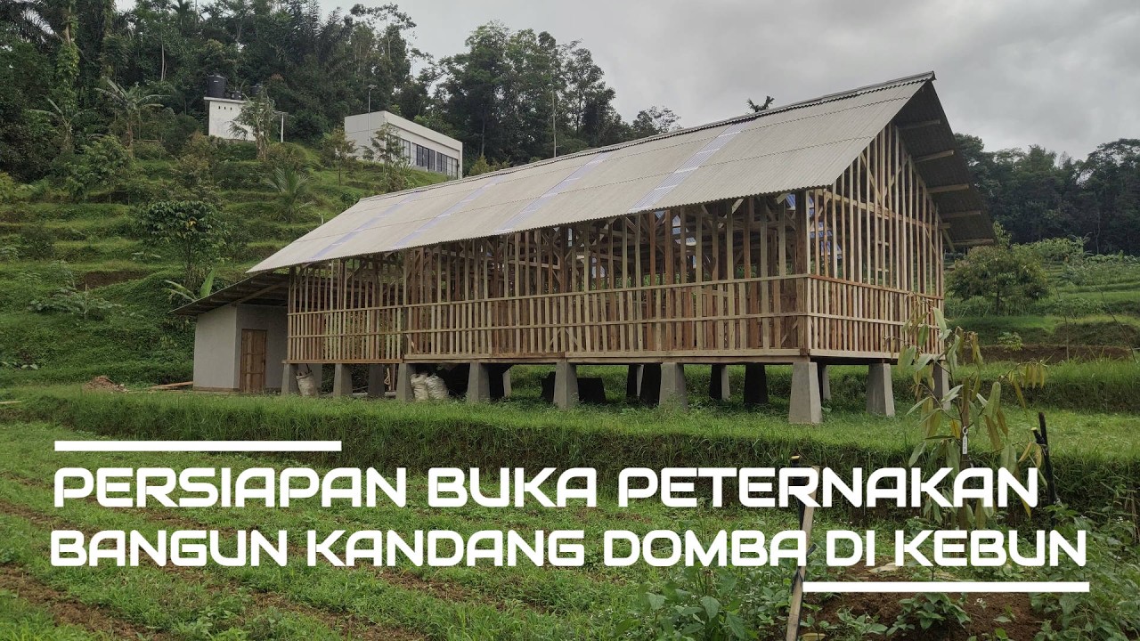 BANGUN KANDANG UNTUK BUDIDAYA PETERNAKAN DOMBA