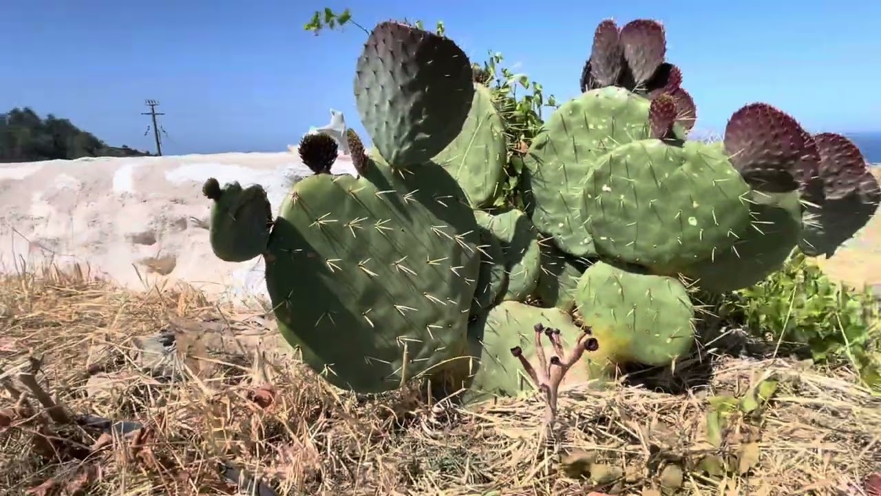 Food Forest in Greece, Summer update
