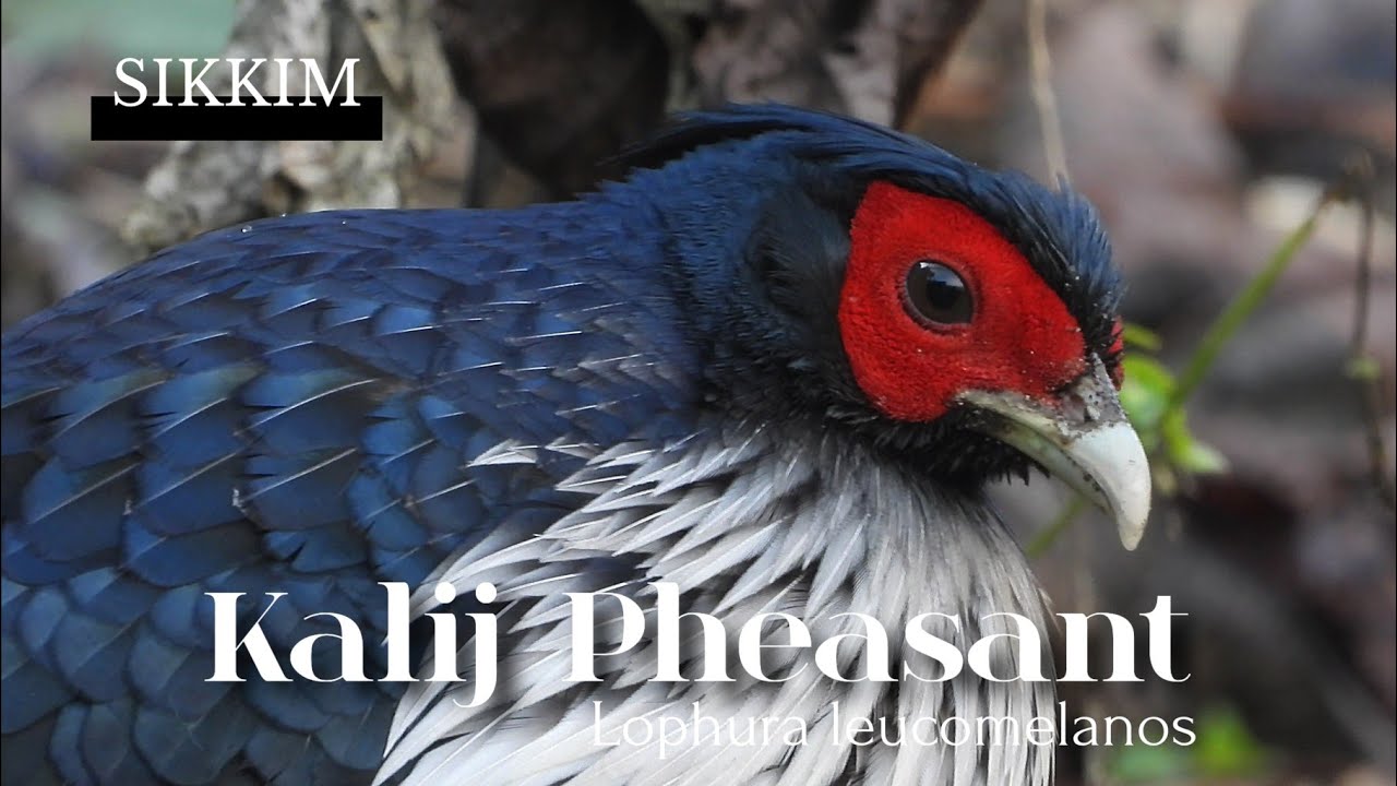Rare Scene: Kalij Pheasant Enjoying Sweets Offered at the Temple! #birdsofsikkim #kalijpheasant