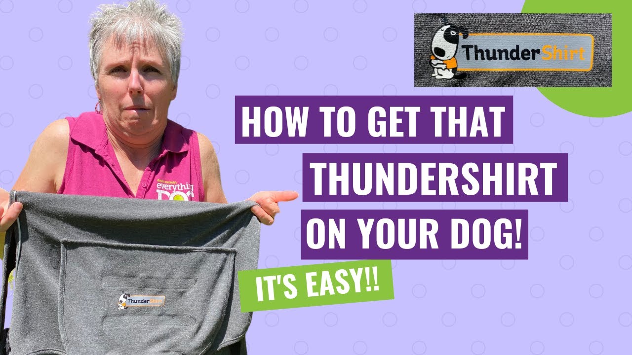 How to Put on a THUNDERSHIRT! It's EASY!
