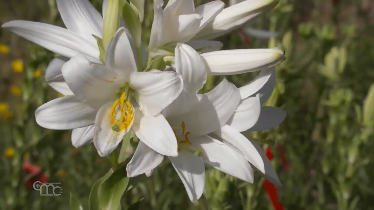 Madonna Lily - a rare species