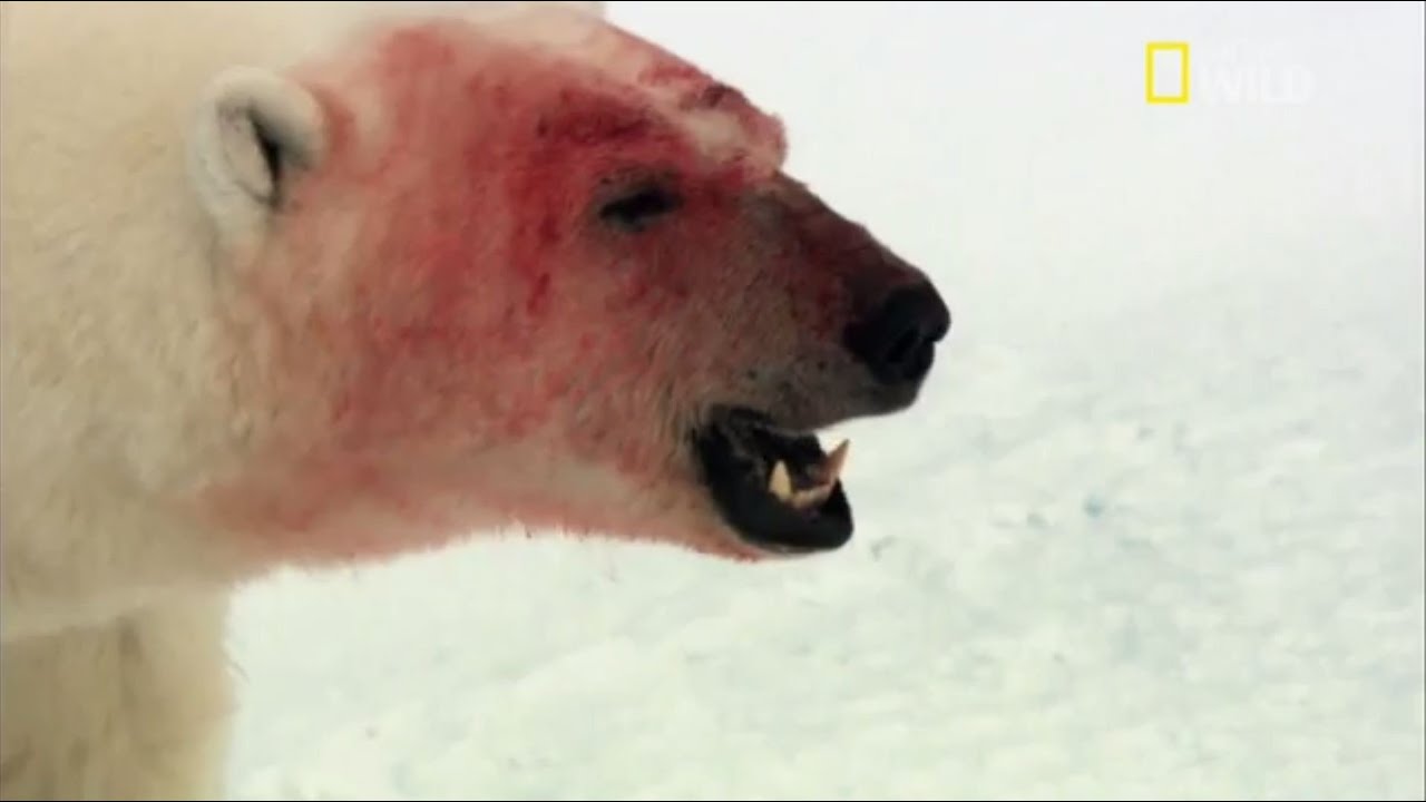 L'ours polaire, le plus grand chasseur terrestre