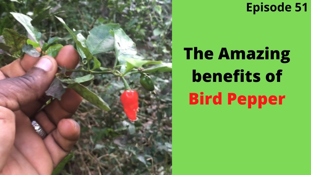 Herbally Speaking S4E12 (Bird Pepper)