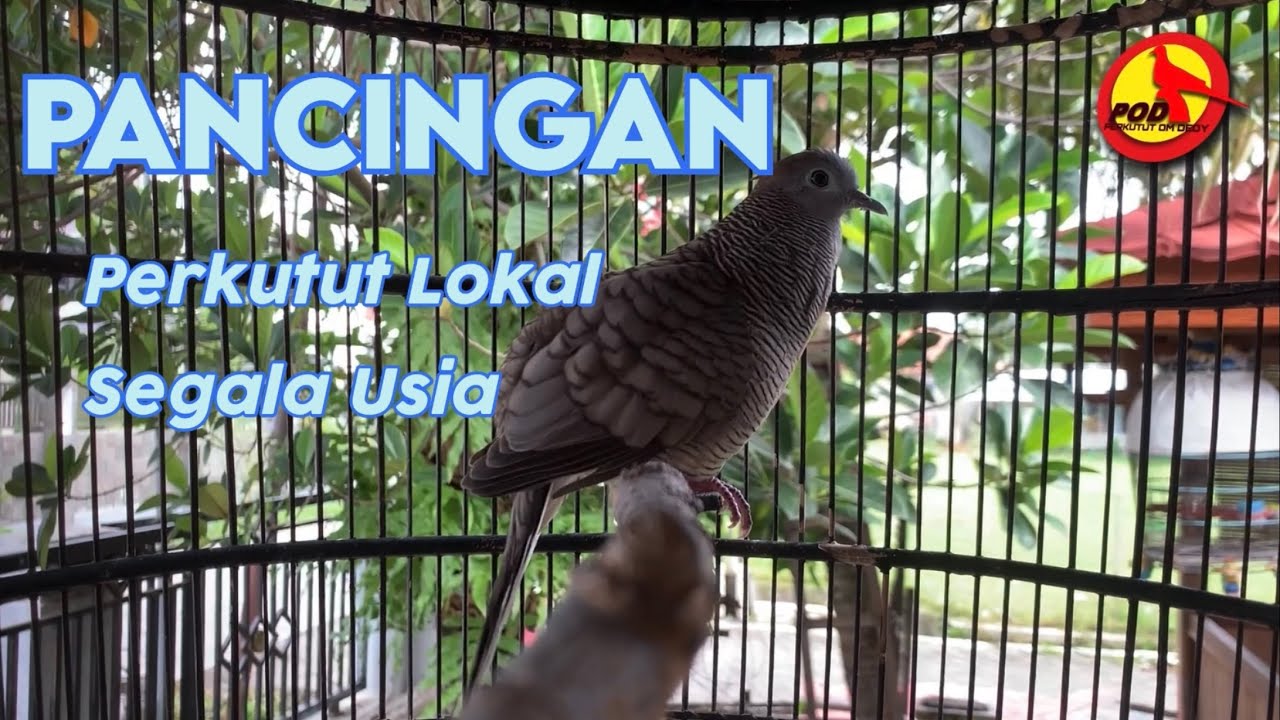 Perkutut Lokal Manggung Pancingan Ampuh Segala Usia