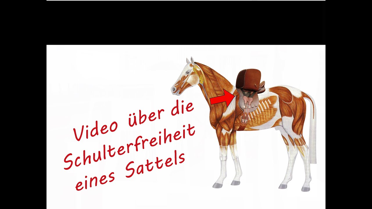 Testa Sattel: Schulterfreier Sattel- Video von Theo Stamm