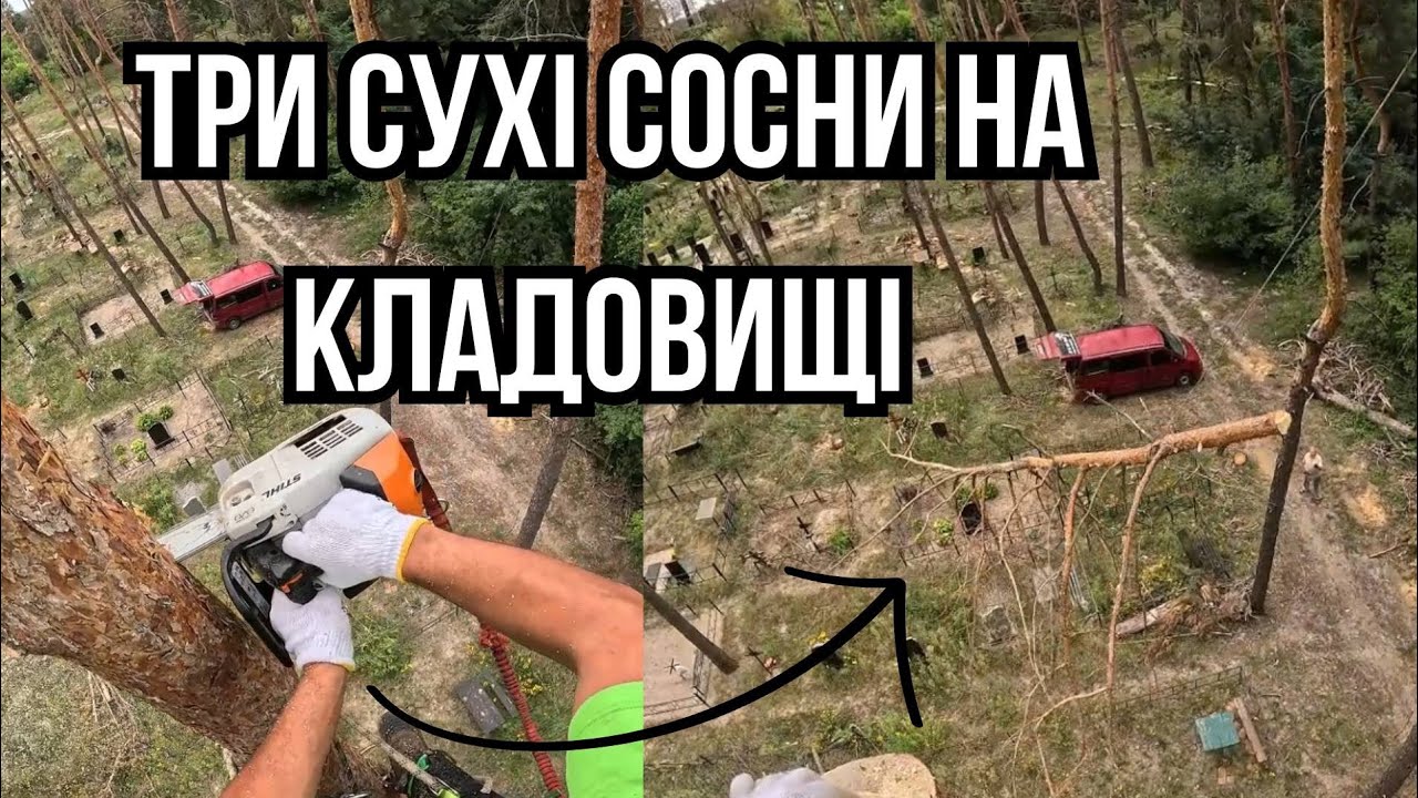 Сухие сосны на кладбище #tree #arborist #climbing #chainsaw Removing complex trees