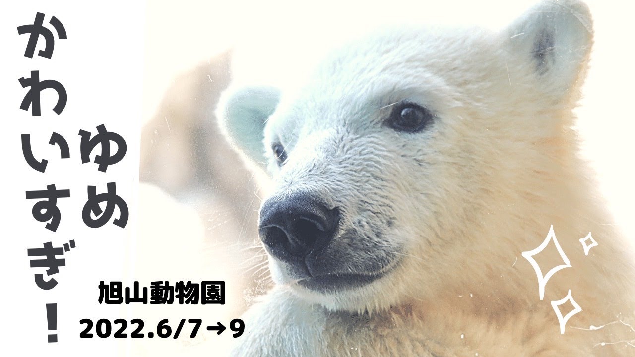 【旭山動物園】ホッキョクグマ親子、ピリカの娘。ゆめちゃんと命名される前です。【かわいい】【赤ちゃん】【Polar bear baby 】