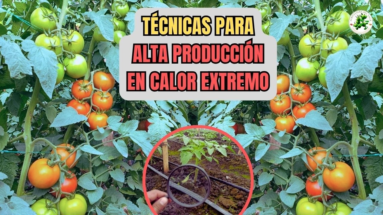 Alta producción de cultivos de tomates en verano con técnicas simples  que no sabías