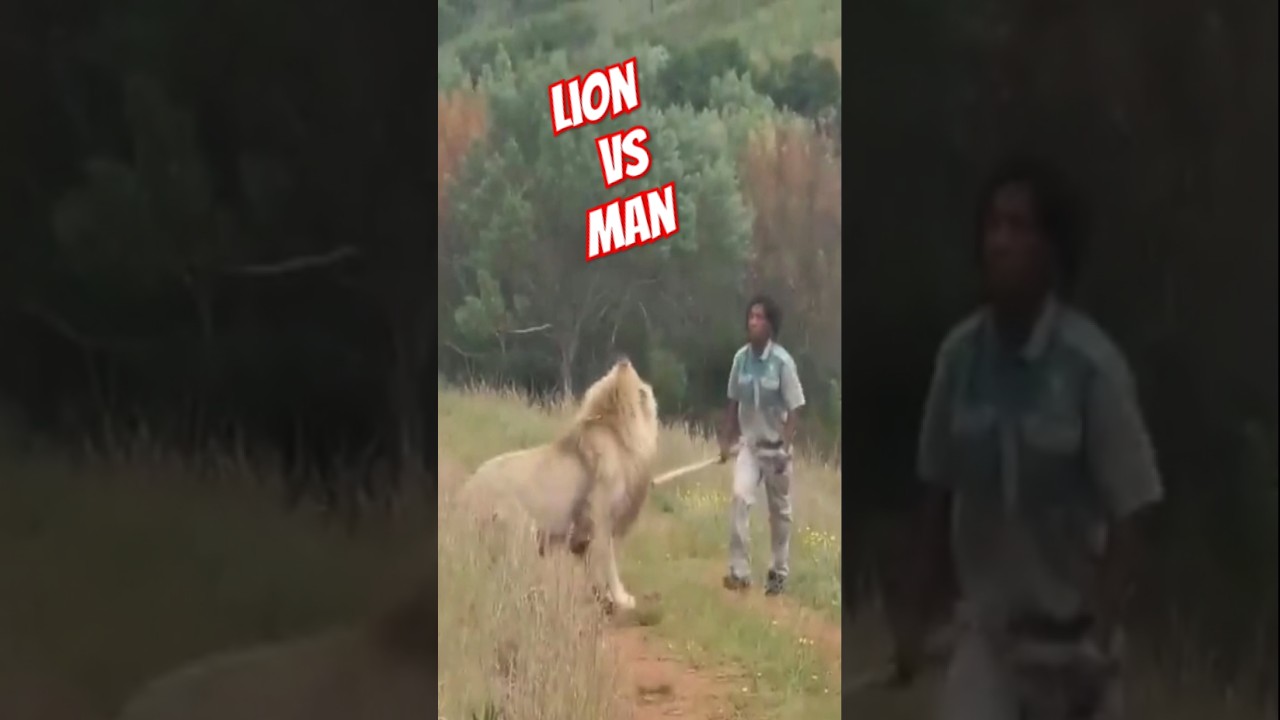 Lion vs Man 