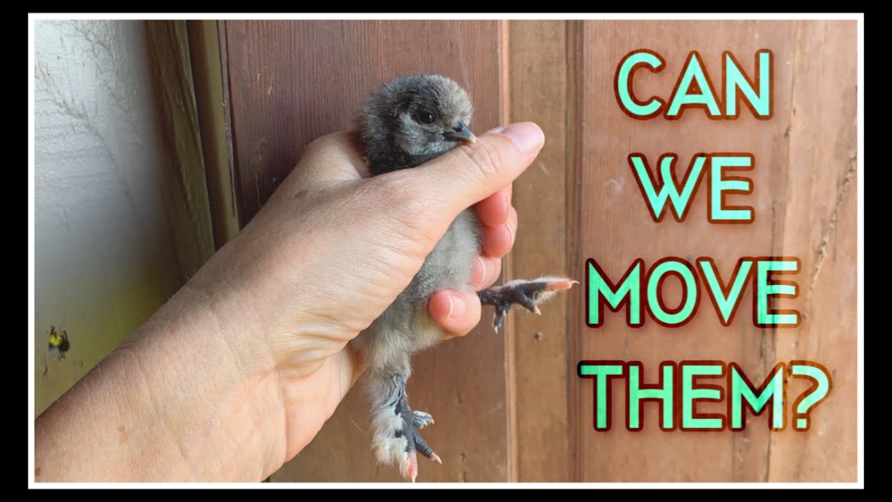 MISSION! Silkie Hatchery, Brooder & ADOPTION!
