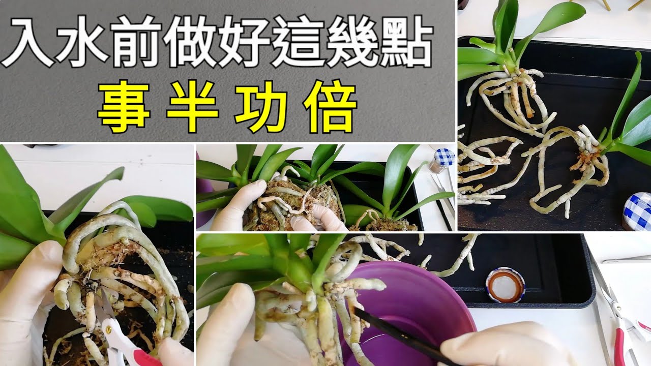 水培蘭花（1 ）蝴蝶蘭轉水培前，做好這三點，事半功倍4／5／2022
